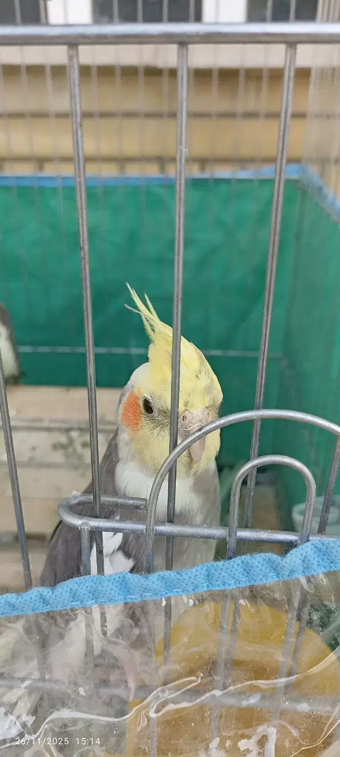 یک جفت عروس هلندی جوان نر و ماده و یک جفت مولد|پرنده|شیراز, شهرک گلستان|دیوار