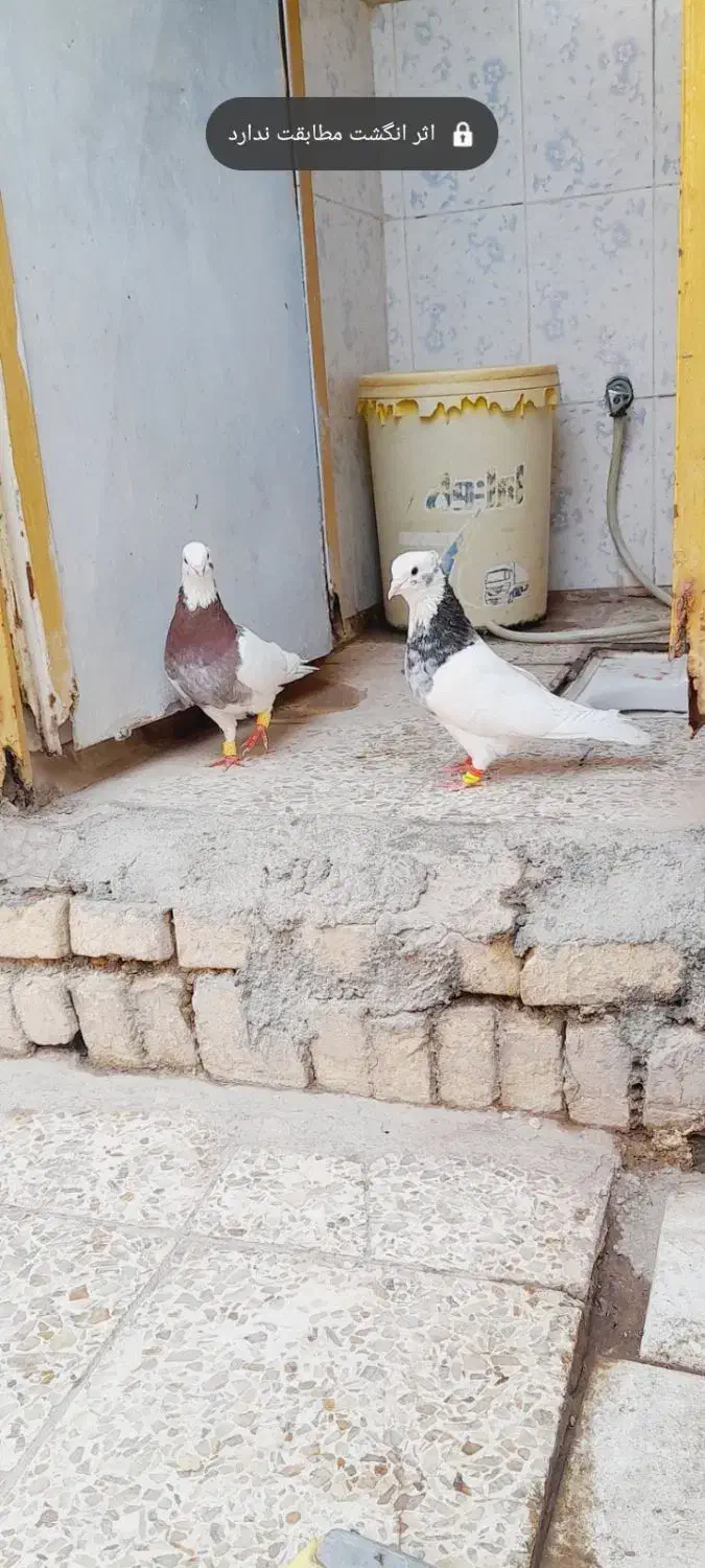 کبوتر طوقی ۲نر و۱ماده|پرنده|اهواز, ملاشیه|دیوار