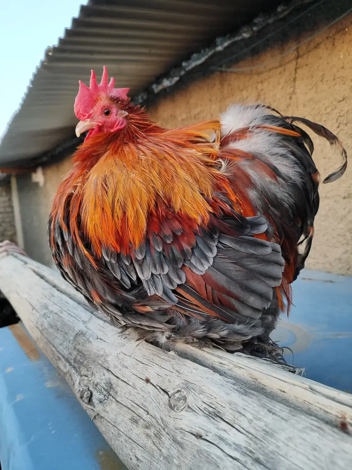 کوشین جاپنیز|حیوانات مزرعه|اصفهان, سروستان|دیوار