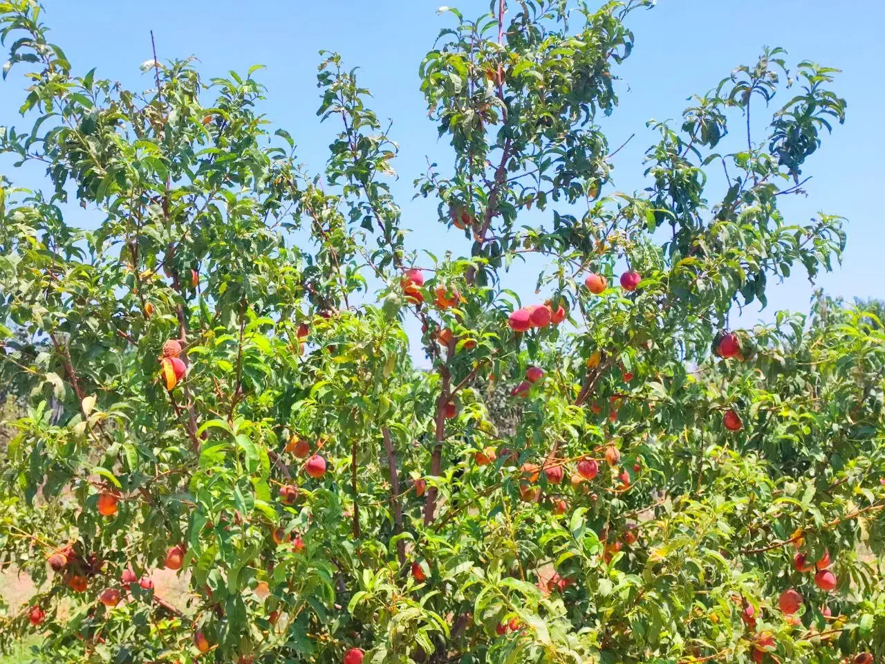 ۴۰۵ متر باغ میوه محصور // ۷۸۰ میلیون با سهمیه آب|فروش زمین و ملک کلنگی|محمدشهر, محمدشهر|دیوار