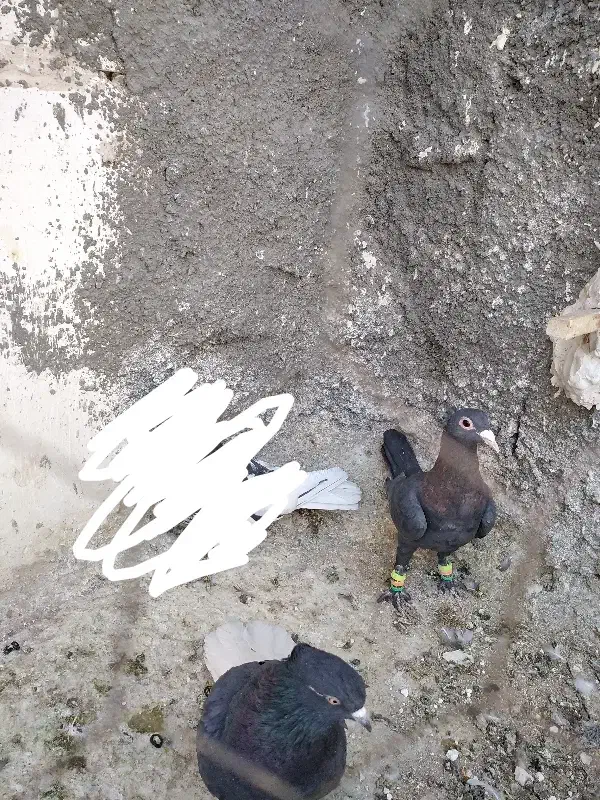 لاکی نر قلدر|پرنده|تربتحیدریه, کاشانی|دیوار