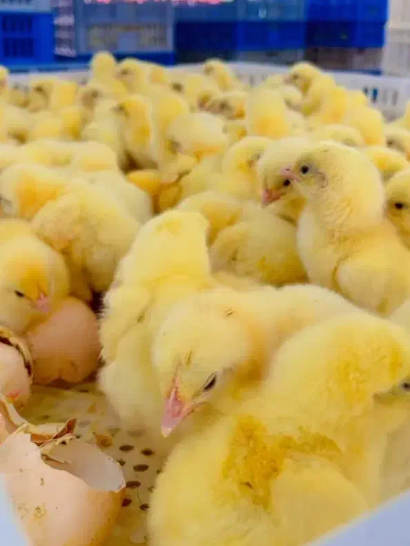 جوجه گوشتی راس صادراتی|حیوانات مزرعه|تهران, بازار|دیوار