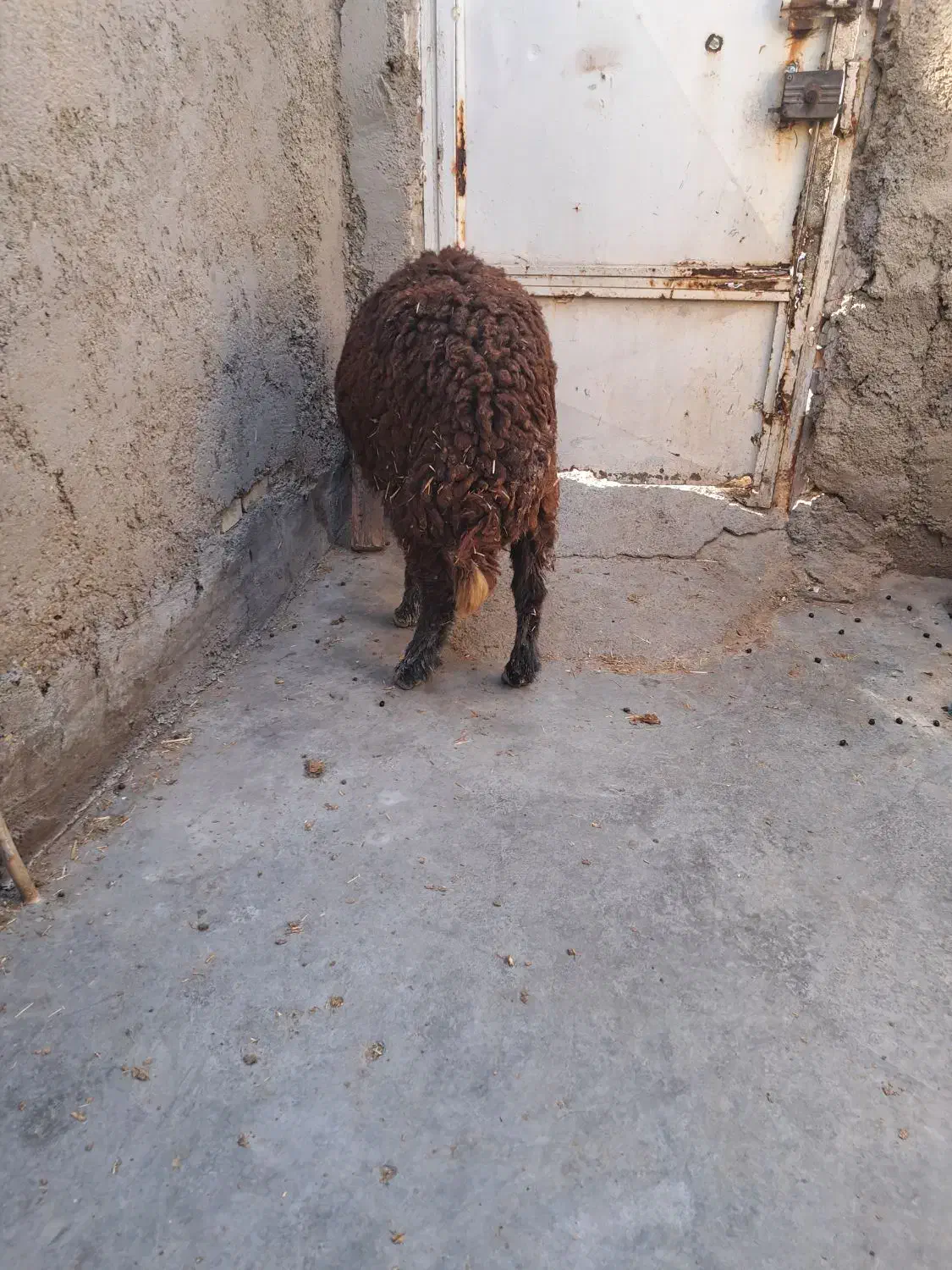 گوسفند آبستن داشتی درجه یک|حیوانات مزرعه|بندر ماهشهر, |دیوار