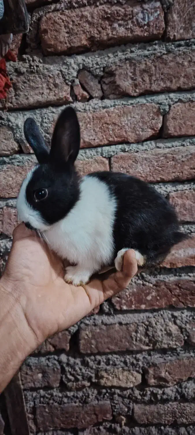 فروش خرگوش|موش و خرگوش|مریوان, |دیوار