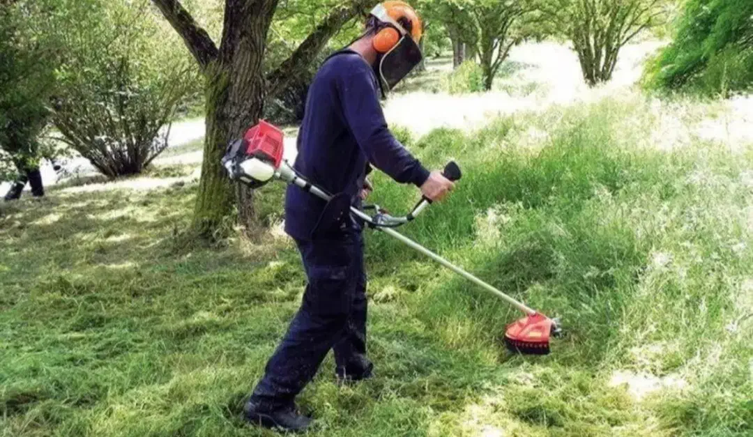 باغبانی|خدمات باغبانی و درختکاری|همدان, |دیوار