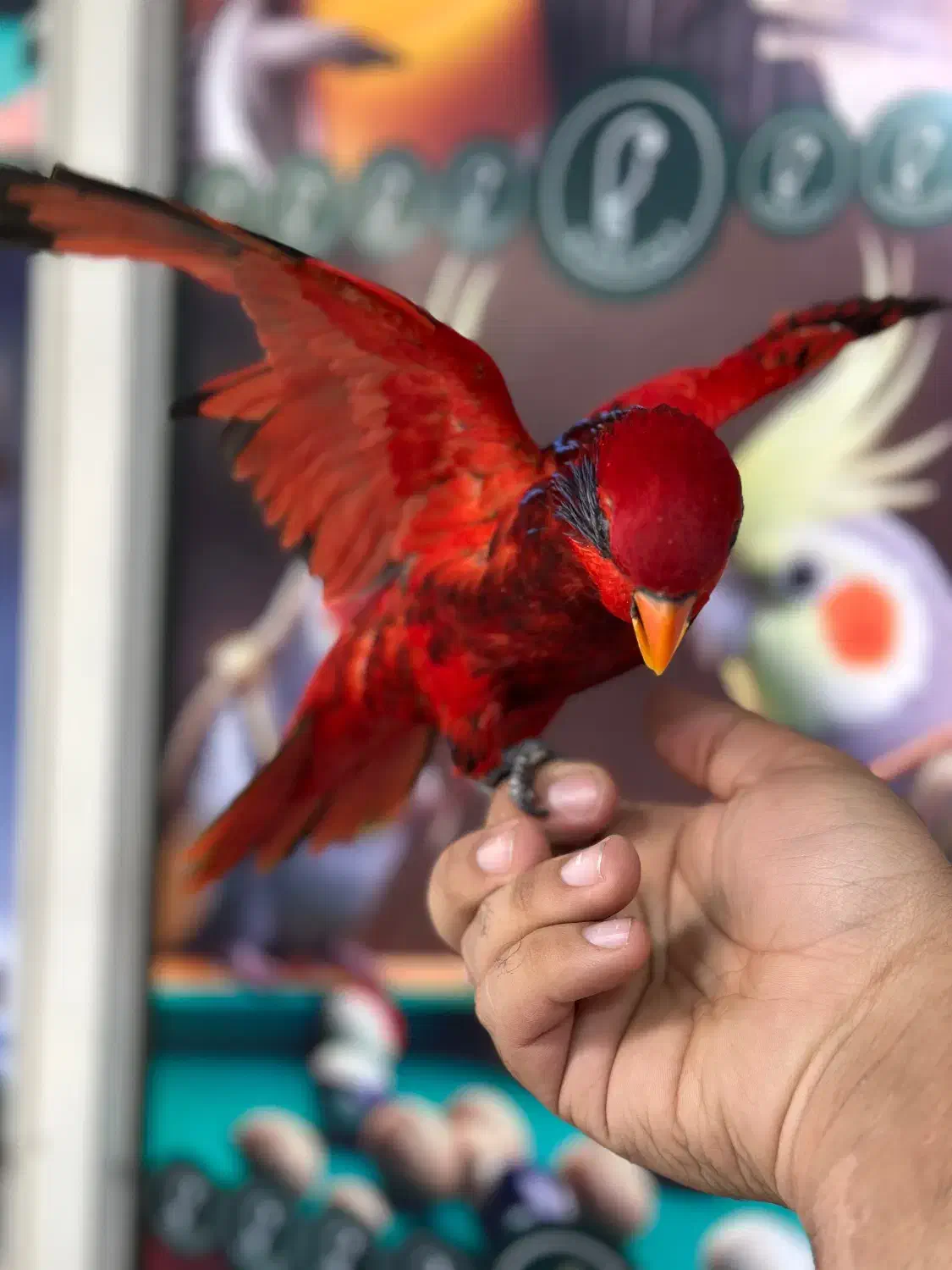 طوطی لوری لوریکیت بلو استریک|پرنده|تهران, تهرانپارس جنوبی|دیوار