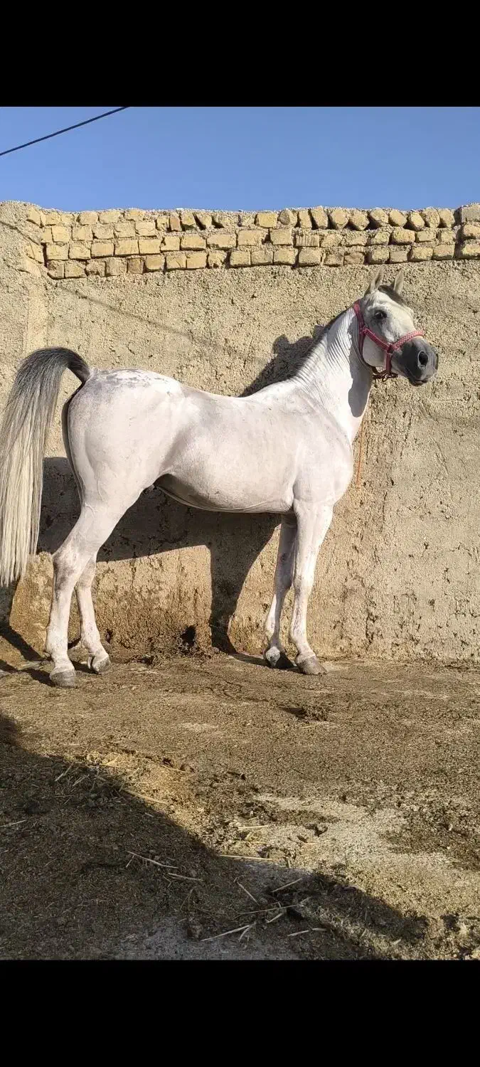 اسب نریان|اسب و تجهیزات اسبسواری|شهرضا, |دیوار