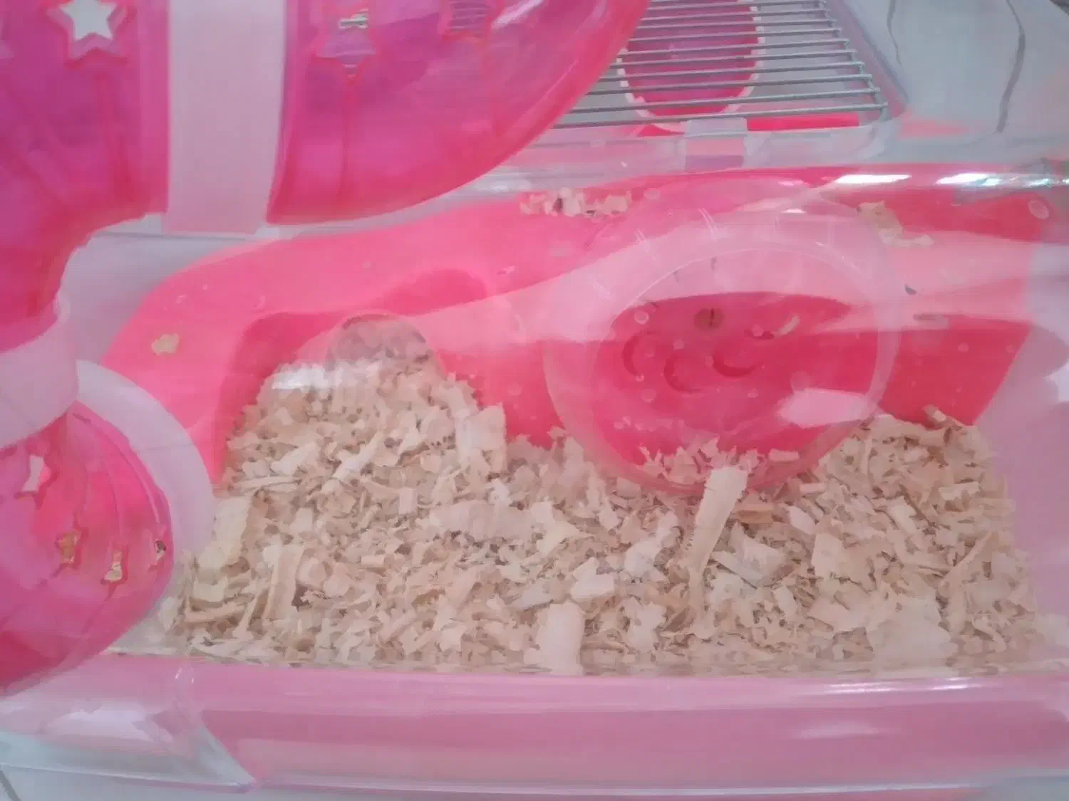 همستر مینیاتوری|موش و خرگوش|کرج, شهرک رازی (حصارک)|دیوار