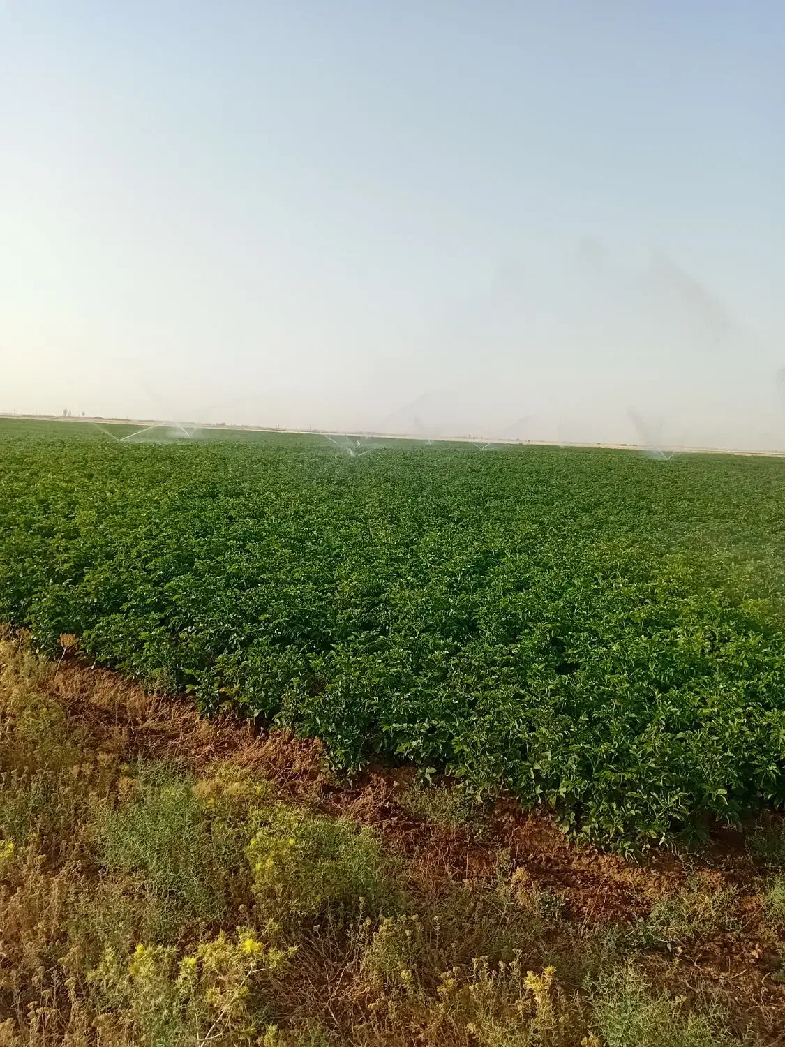 سیب جمع کردن|خدمات باغبانی و درختکاری|فرمهین, |دیوار