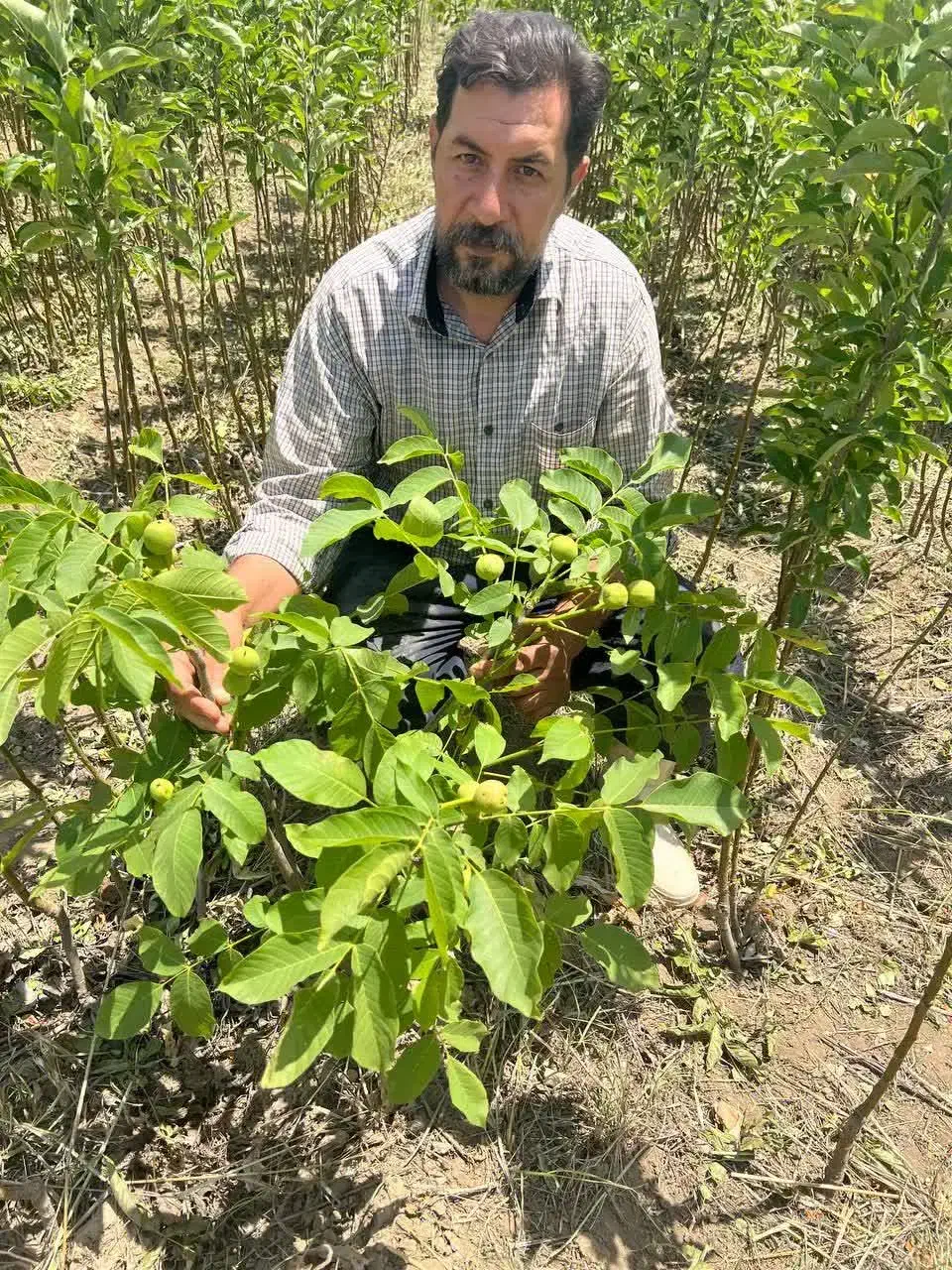 فروش درخت گردو جمال دیرگل و پربار|خدمات باغبانی و درختکاری|الوند, |دیوار