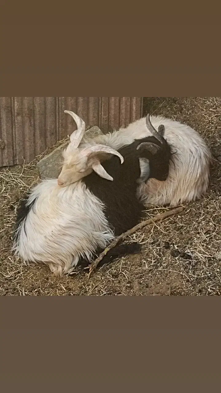 گوسفند گمشده|حیوانات|بیرجند, |دیوار