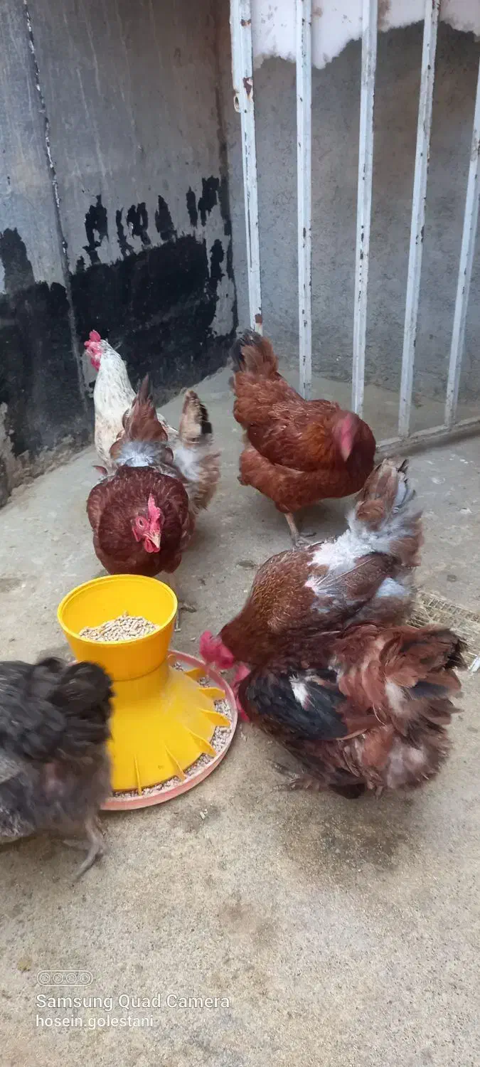 مرغ محلی تخم گذار|حیوانات مزرعه|قائمشهر, |دیوار