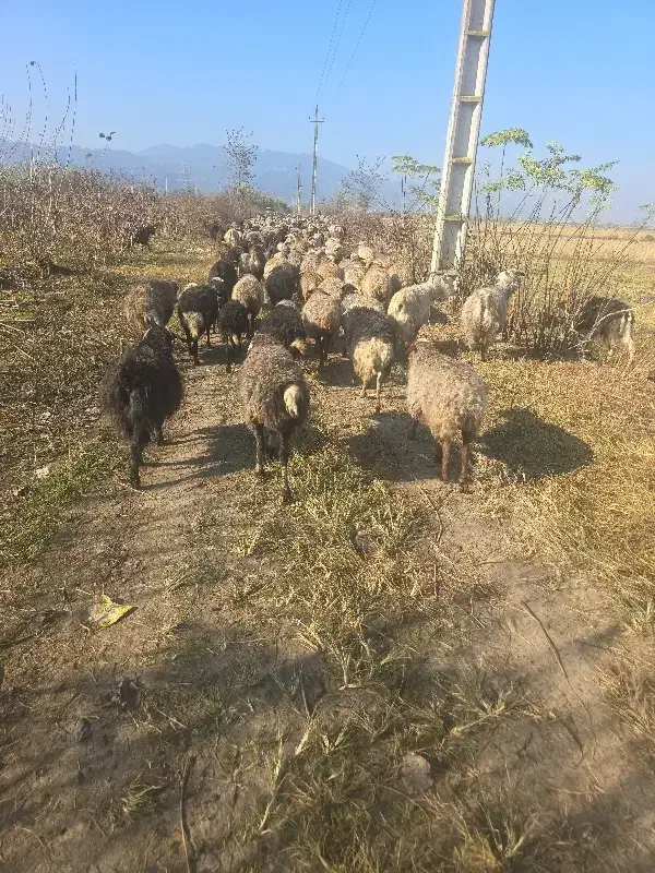 کارگر|استخدام سرایداری و نظافت|کومله, |دیوار