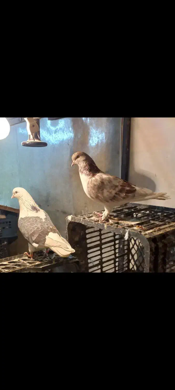 کفتر|پرنده|تهران, جوادیه|دیوار