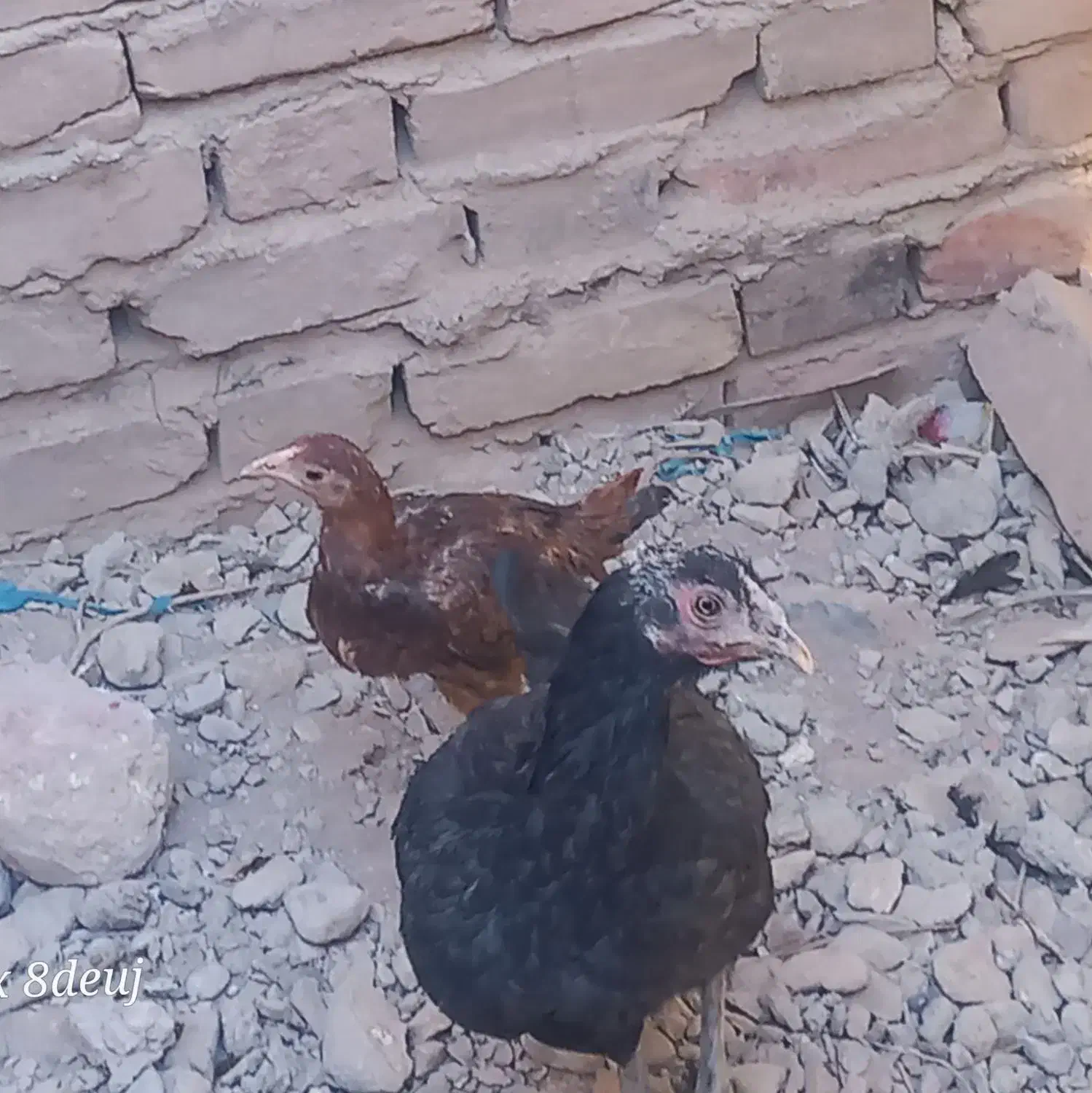 ۳ عدد مرغ محلی|حیوانات مزرعه|خاش, |دیوار