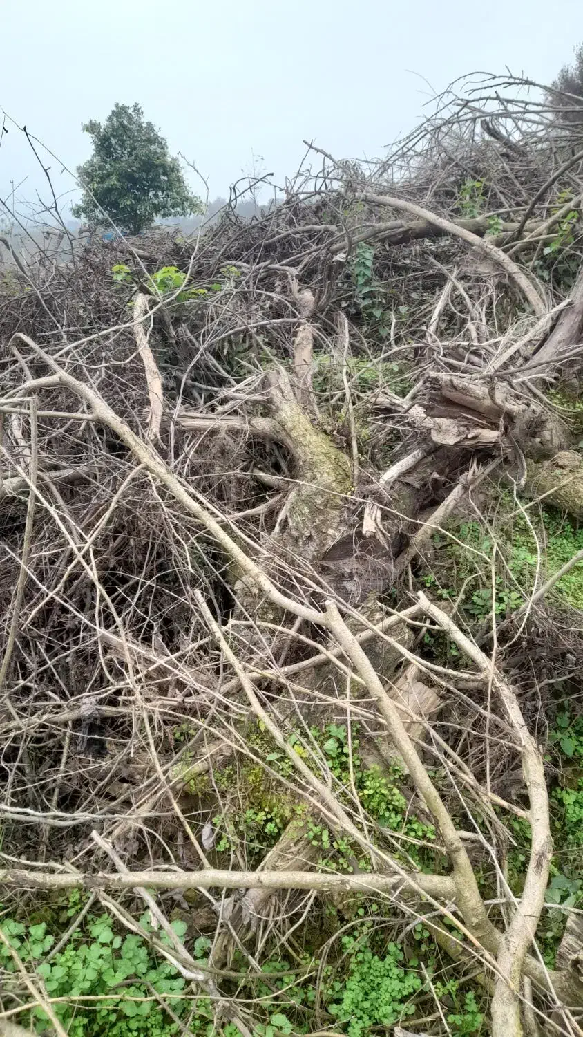 درخت ته درخت از خاک در اومده مجانی|خدمات باغبانی و درختکاری|احمدسرگوراب, |دیوار