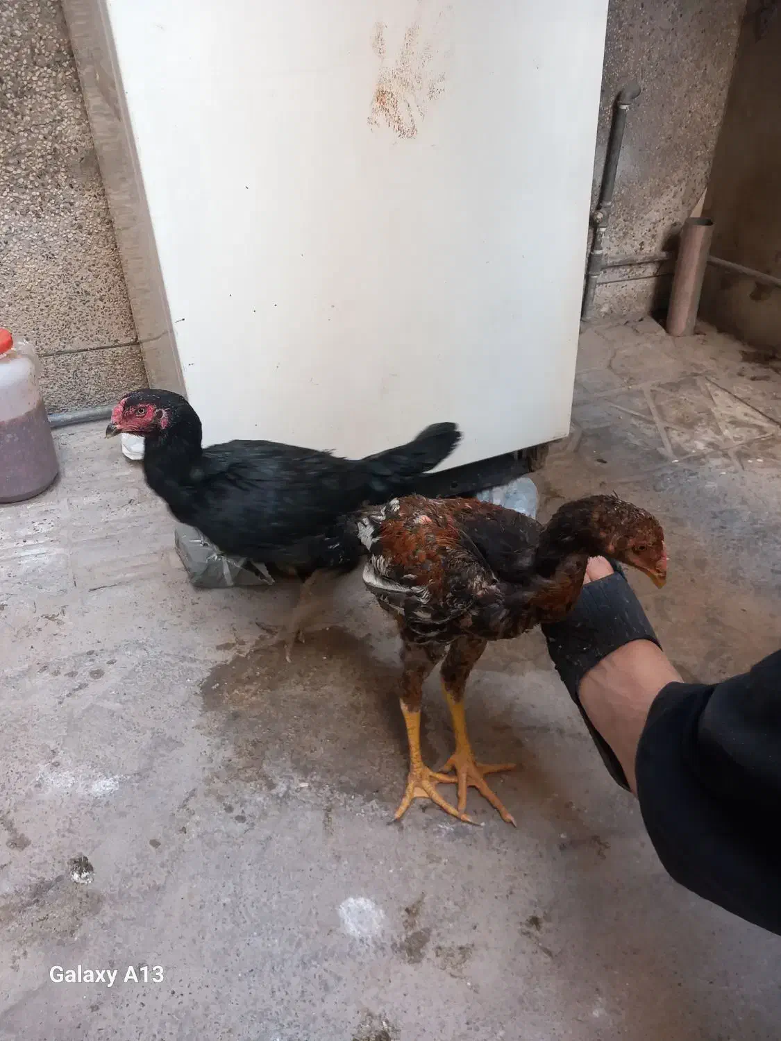 ۴ عدد خروس لاری|حیوانات مزرعه|تهران, باغ خزانه|دیوار