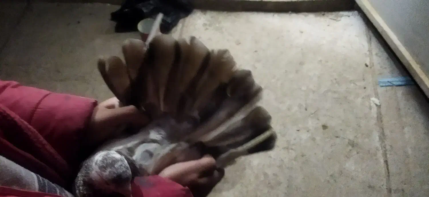 کفتر|پرنده|شاهینشهر, گرگاب|دیوار