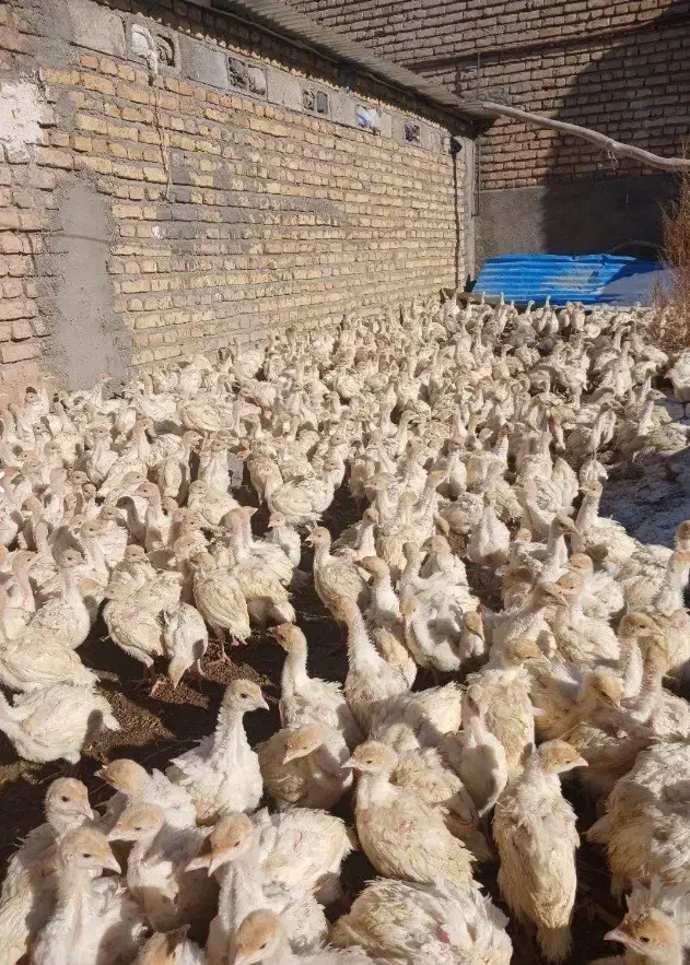 انواع جوجه بوقلمون و تخم نطفه دار بوقلمون|حیوانات مزرعه|تهران, جوادیه|دیوار