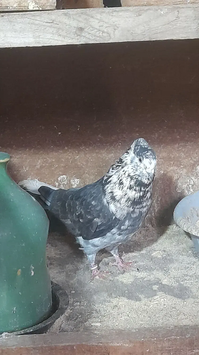 کفتر های پرواز سنگین|پرنده|رشت, آتشگاه|دیوار