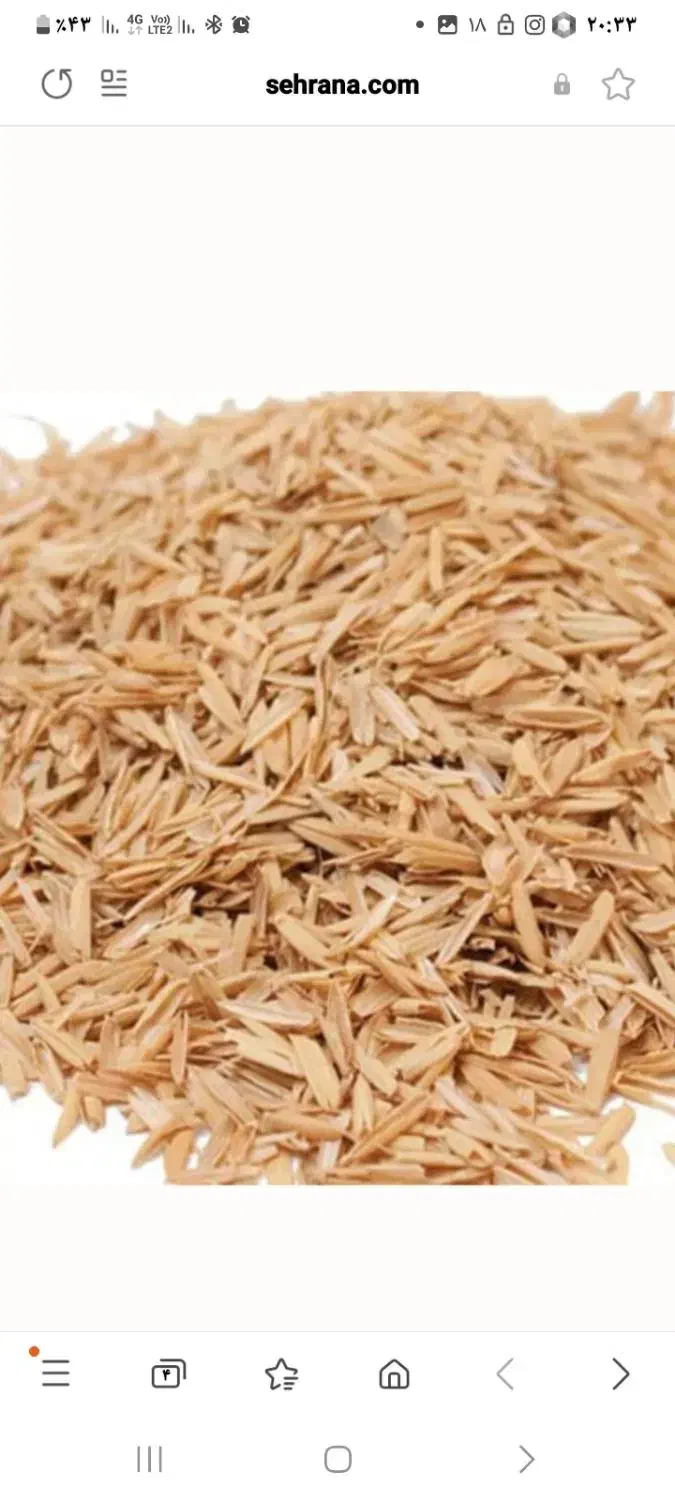 شلتوک برنج مرغوب ویژه گلخانه|خدمات باغبانی و درختکاری|مشهد, بهمن|دیوار