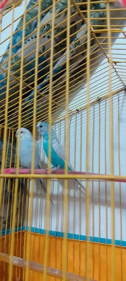 مرغ عشق|پرنده|خاش, |دیوار