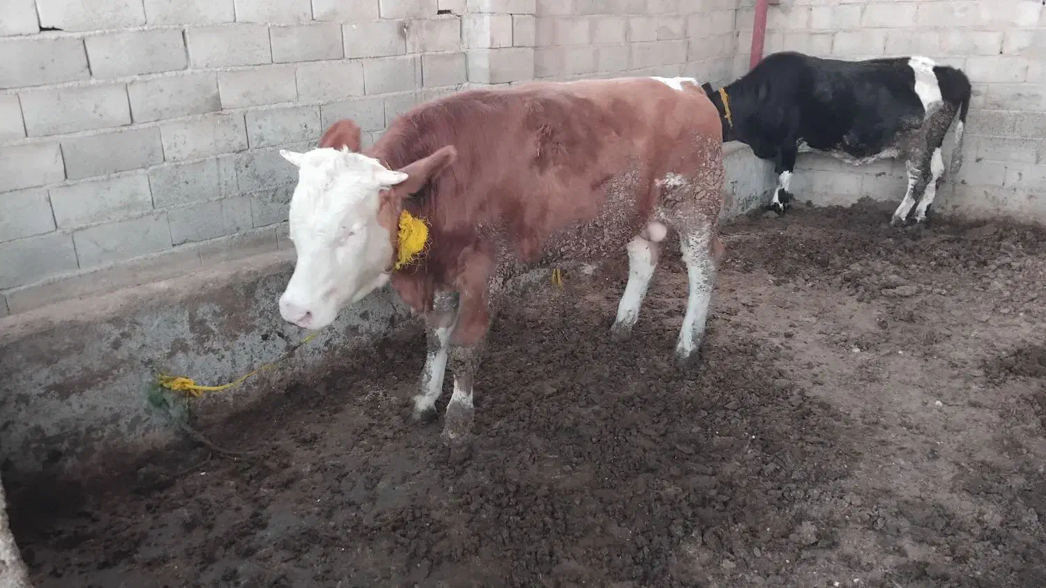 جوانه برای داشتی|حیوانات مزرعه|گنبد کاووس, |دیوار