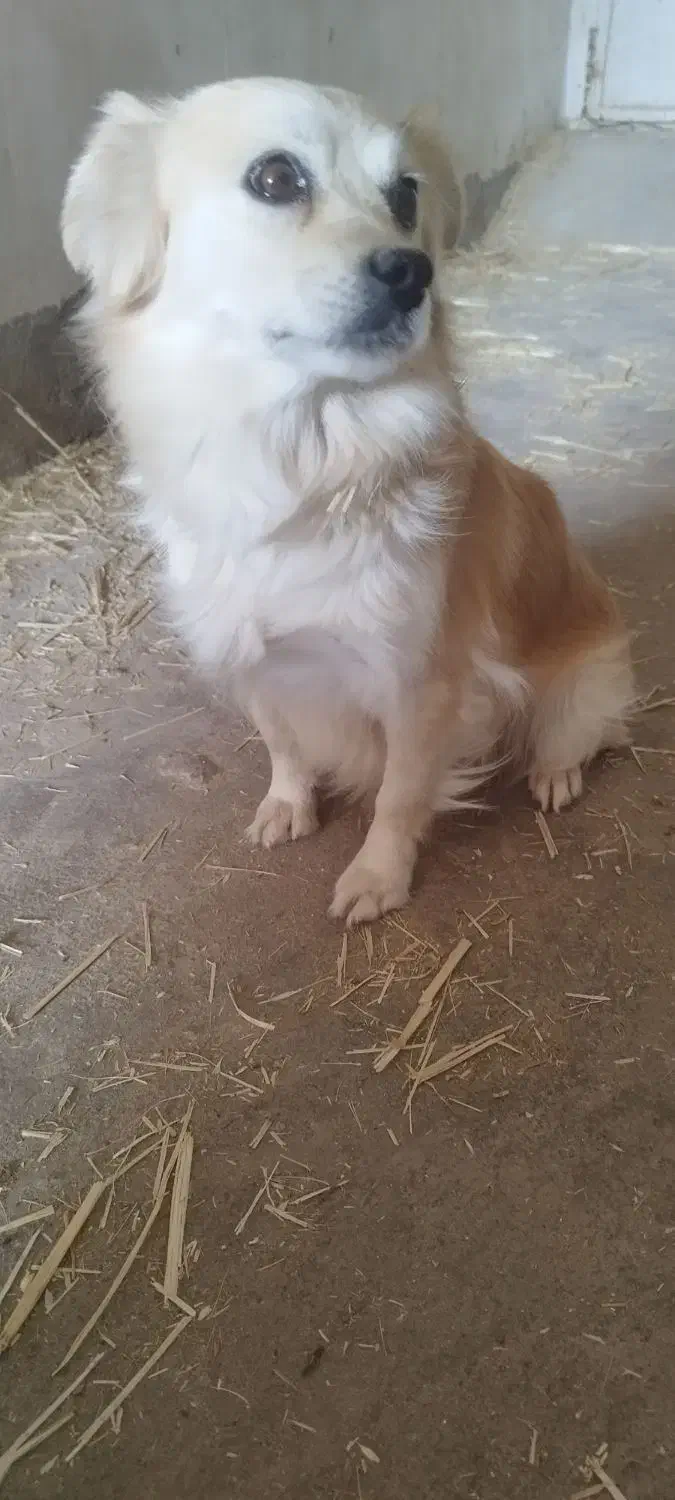 سگ ماده پاکوتاه|سگ|کاشان, امیرکبیر|دیوار