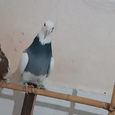 کبوتر|پرنده|سبزوار, عارف|دیوار