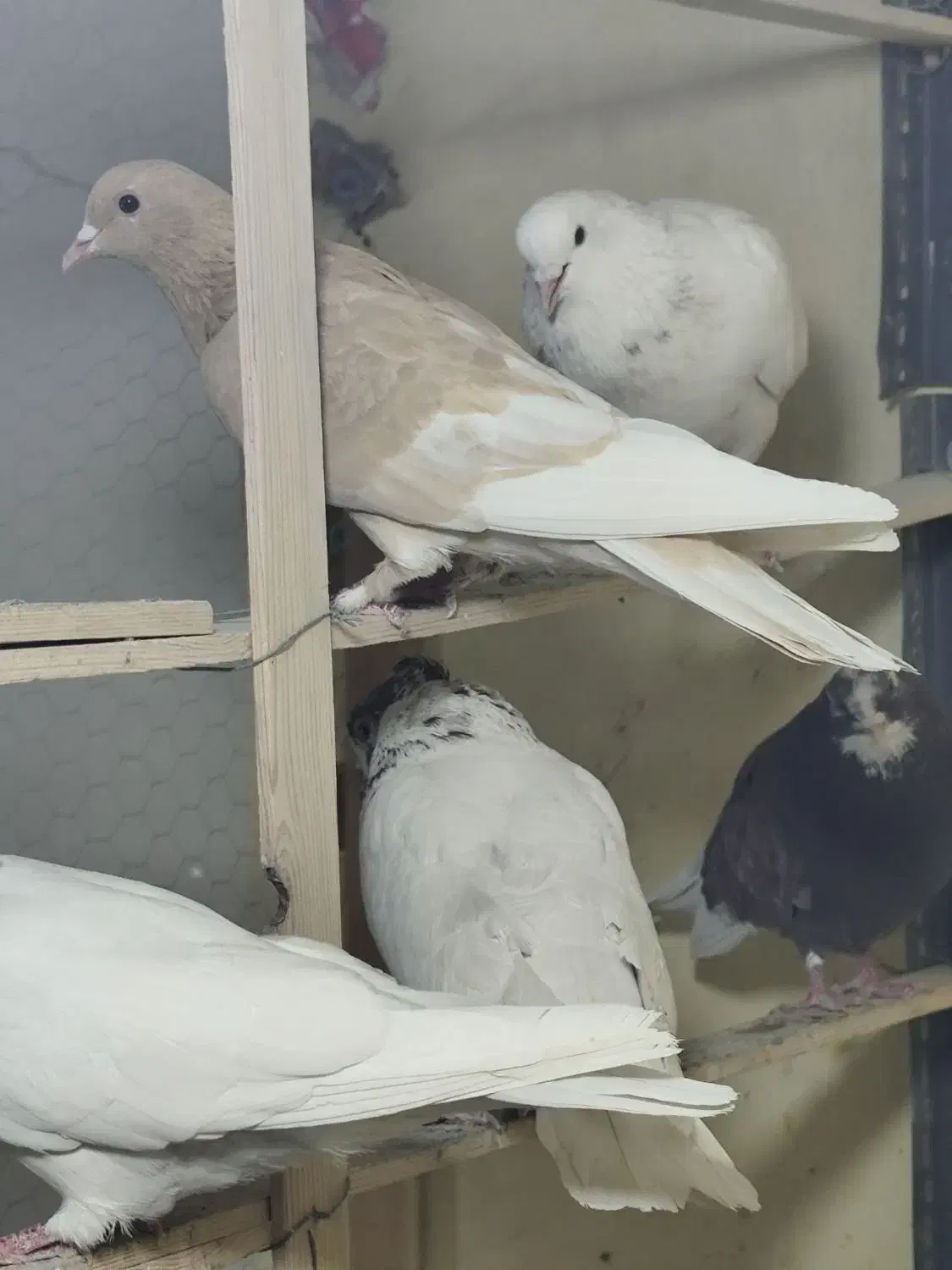 کبوتر کفتر|پرنده|فردیس, ثابتی|دیوار