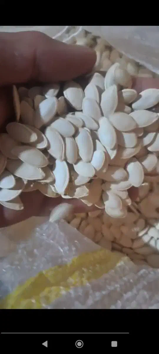 تخمه و مغز بادام بو داده تازه با فروش عمده و خرده|خوردنی و آشامیدنی|اصفهان, بهارستان|دیوار