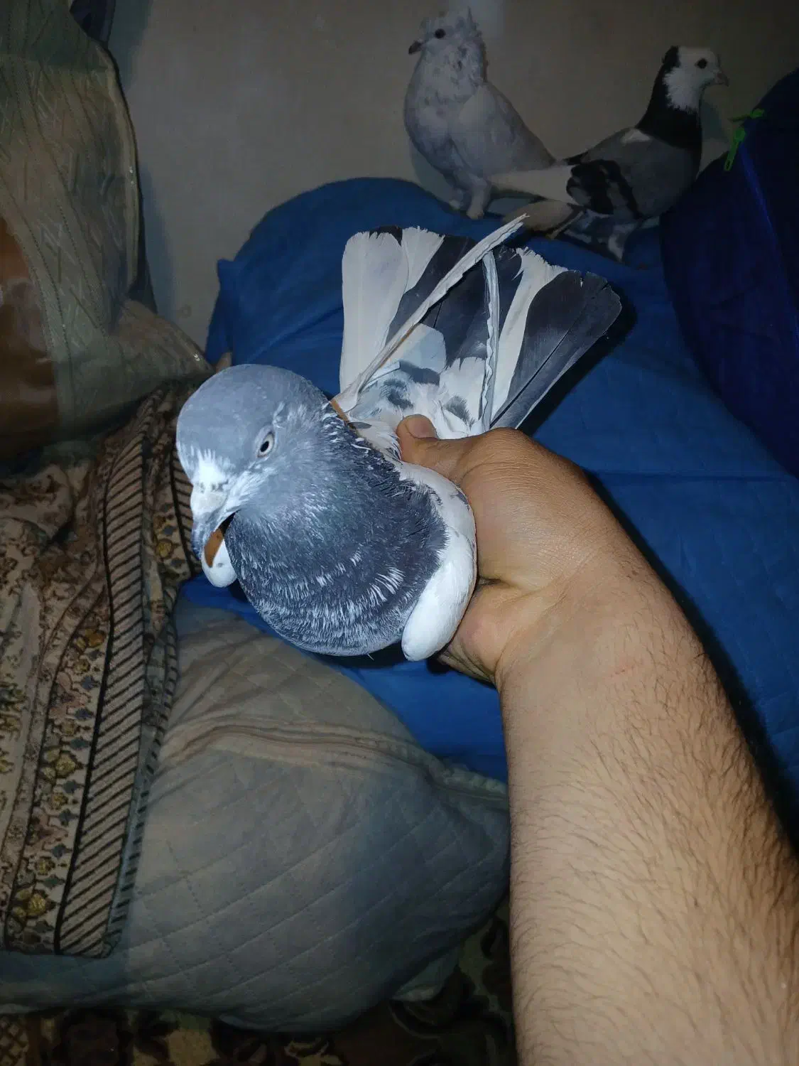 کفتر گمشده|حیوانات|ری, دولت‌آباد|دیوار