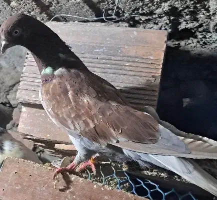 یک جفت کبوتر دمه تخم ،زاغوسرخ|پرنده|مینودشت, |دیوار