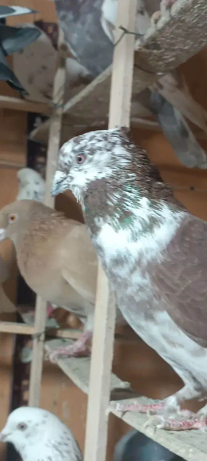 کبوتر (بار جدید داخل فیلم)یه جایی و تکی|پرنده|فردیس, ثابتی|دیوار