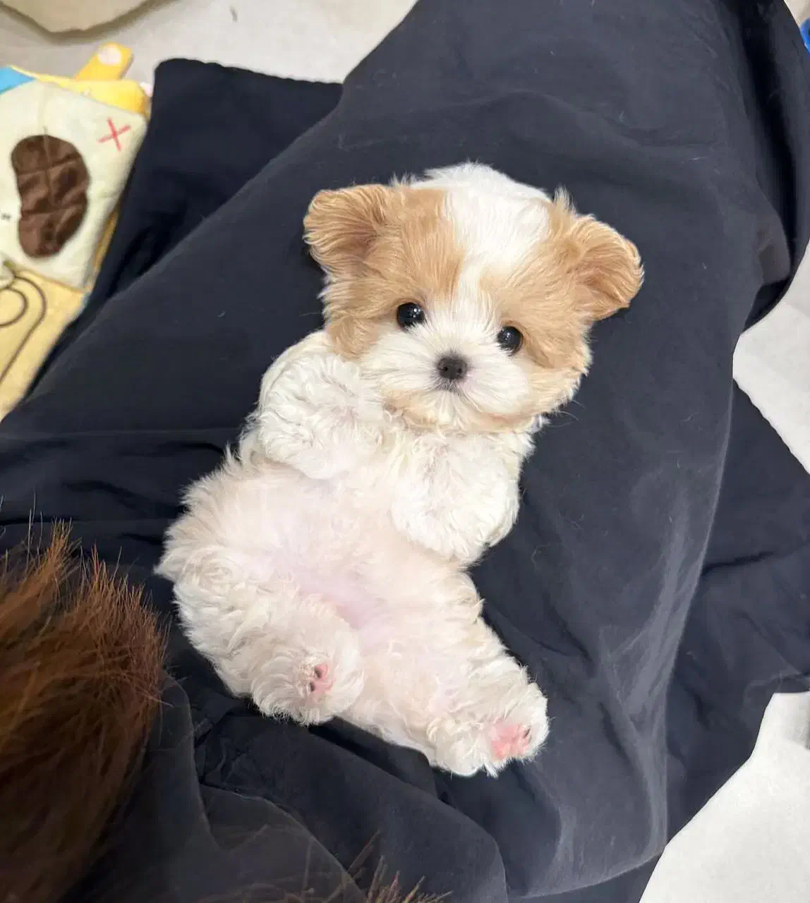 توله مالتیپوعه عروسکی|سگ|تهران, جنت‌آباد مرکزی|دیوار