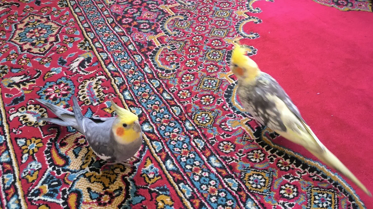 دو تا عروس هلندی نروماده|پرنده|کرج, حصارک بالا|دیوار