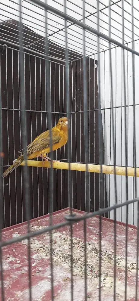 قناری.|پرنده|شیراز, شهرک والفجر|دیوار