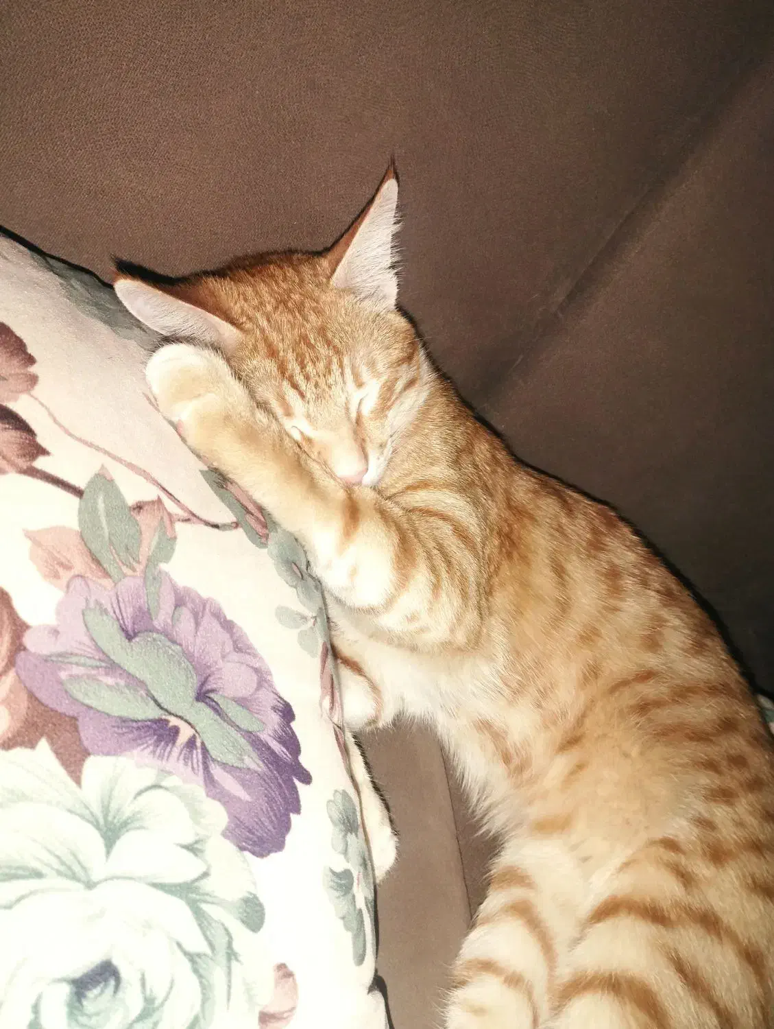 واگذاری|گربه|سقز, |دیوار