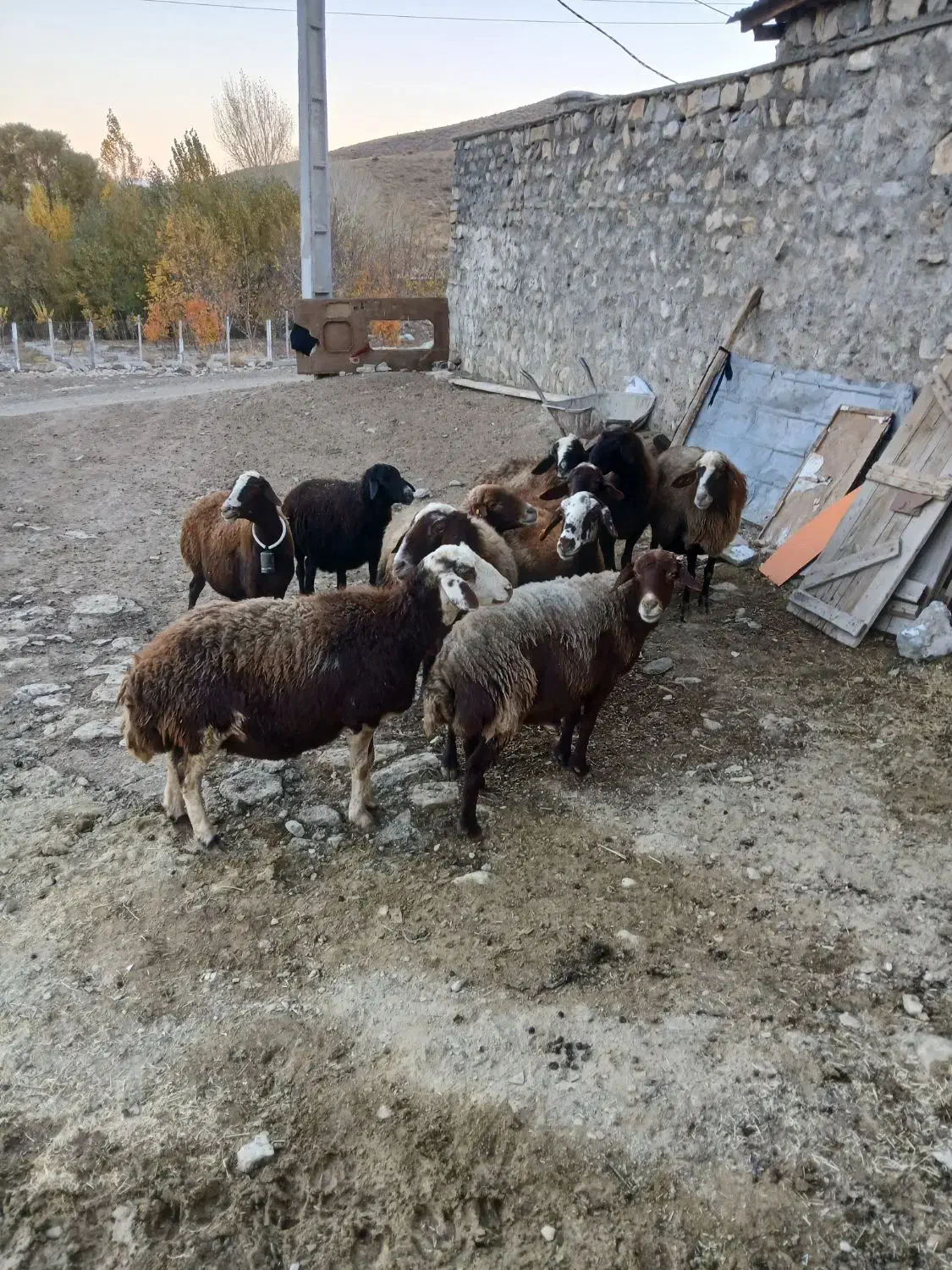 گوسفند داشتی|حیوانات مزرعه|بروجرد, |دیوار