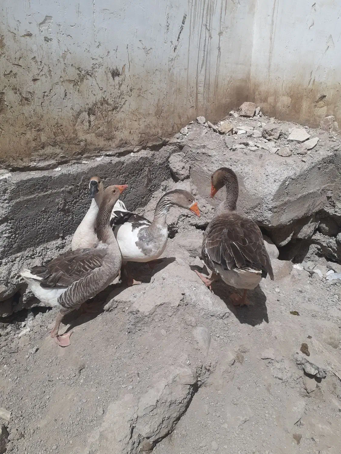 غاز|حیوانات مزرعه|نیر (اردبیل), |دیوار