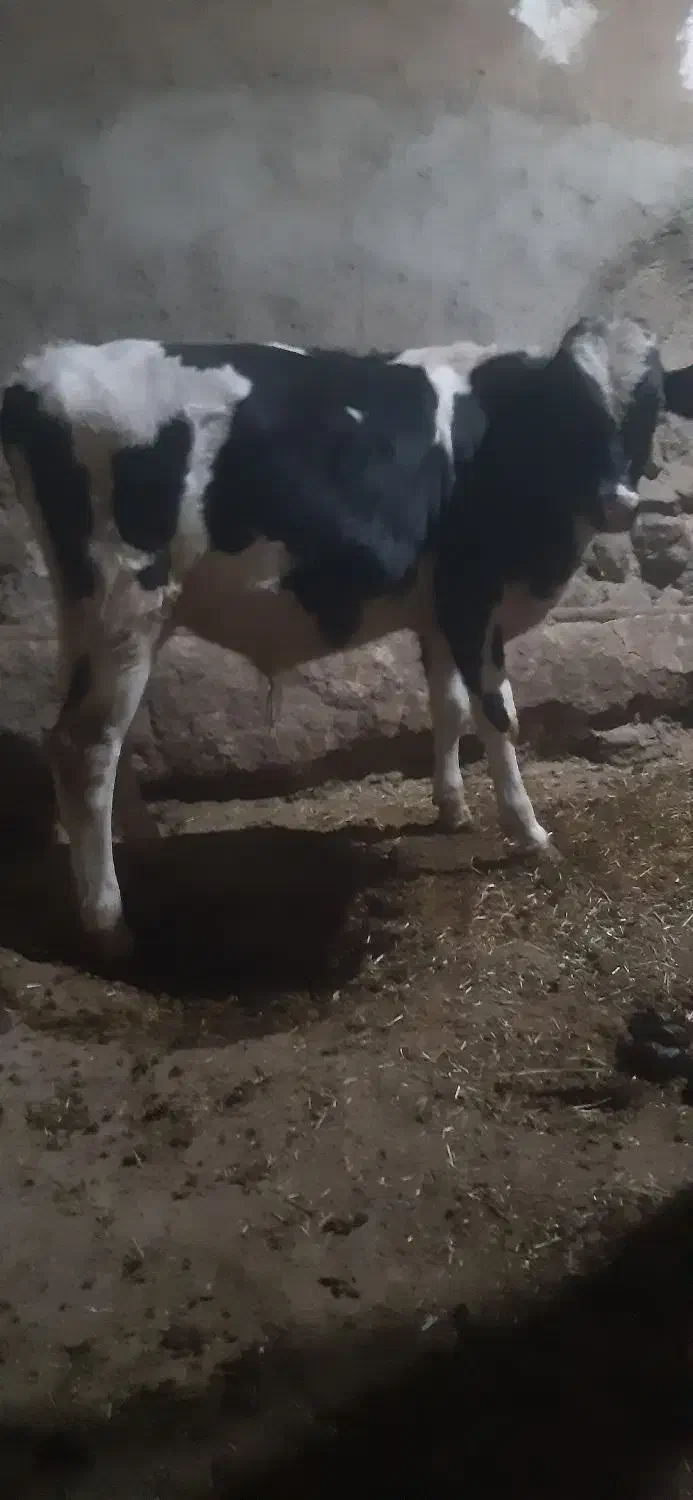 گاو گوساله|حیوانات مزرعه|حسین آباد, |دیوار