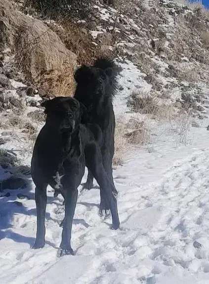 سگ گله|سگ|خلخال, |دیوار