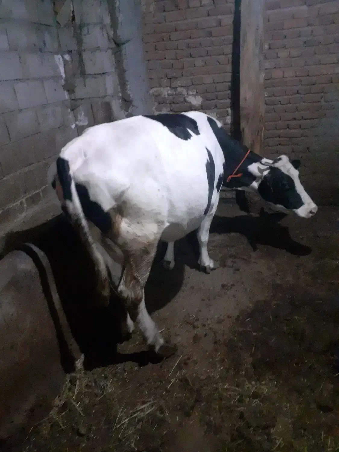 گاو ابستن شیری|حیوانات مزرعه|نیر (اردبیل), |دیوار