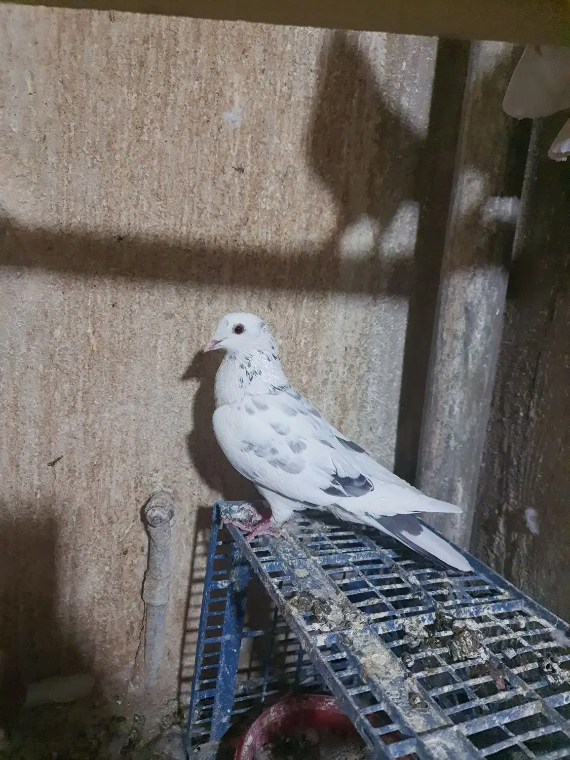 کفتر|پرنده|قم, قلعه یزدیها|دیوار