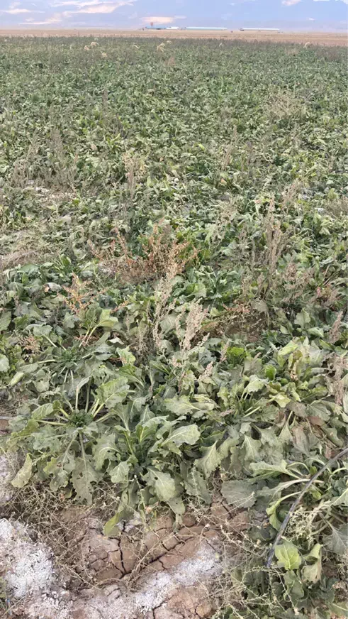 یک هکتار چغندر همراه با برگه|فروش دفتر صنعتی، کشاورزی، تجاری|قوچان, |دیوار