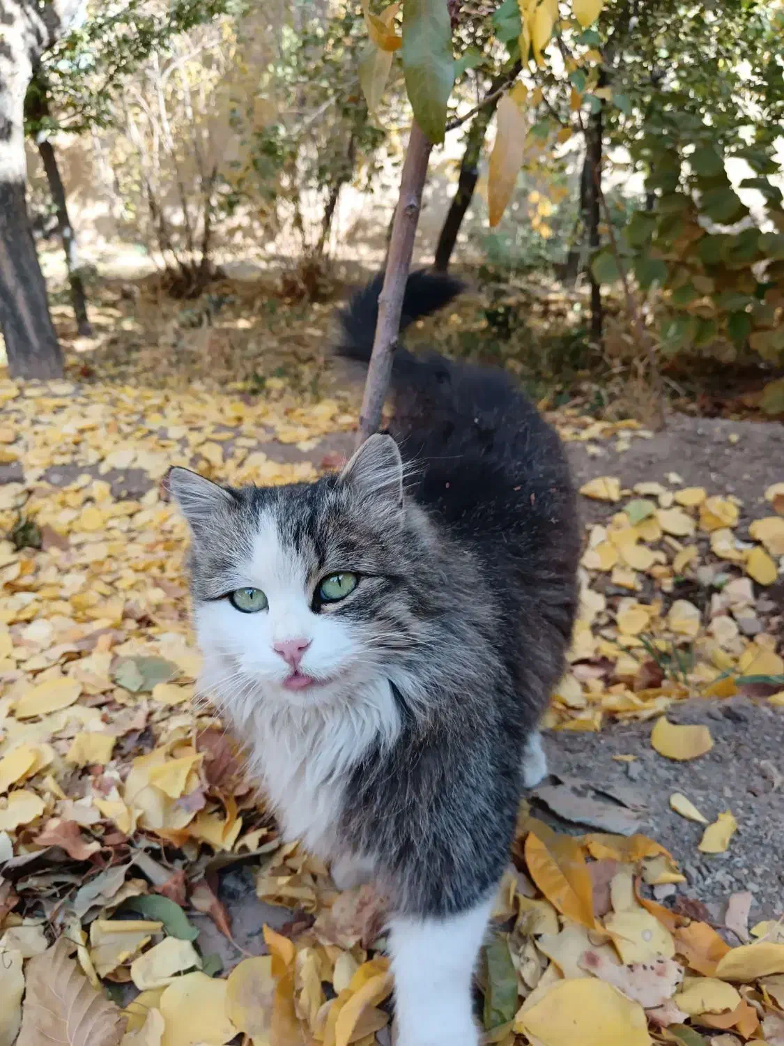 گربه خانگی|گربه|دهق, |دیوار