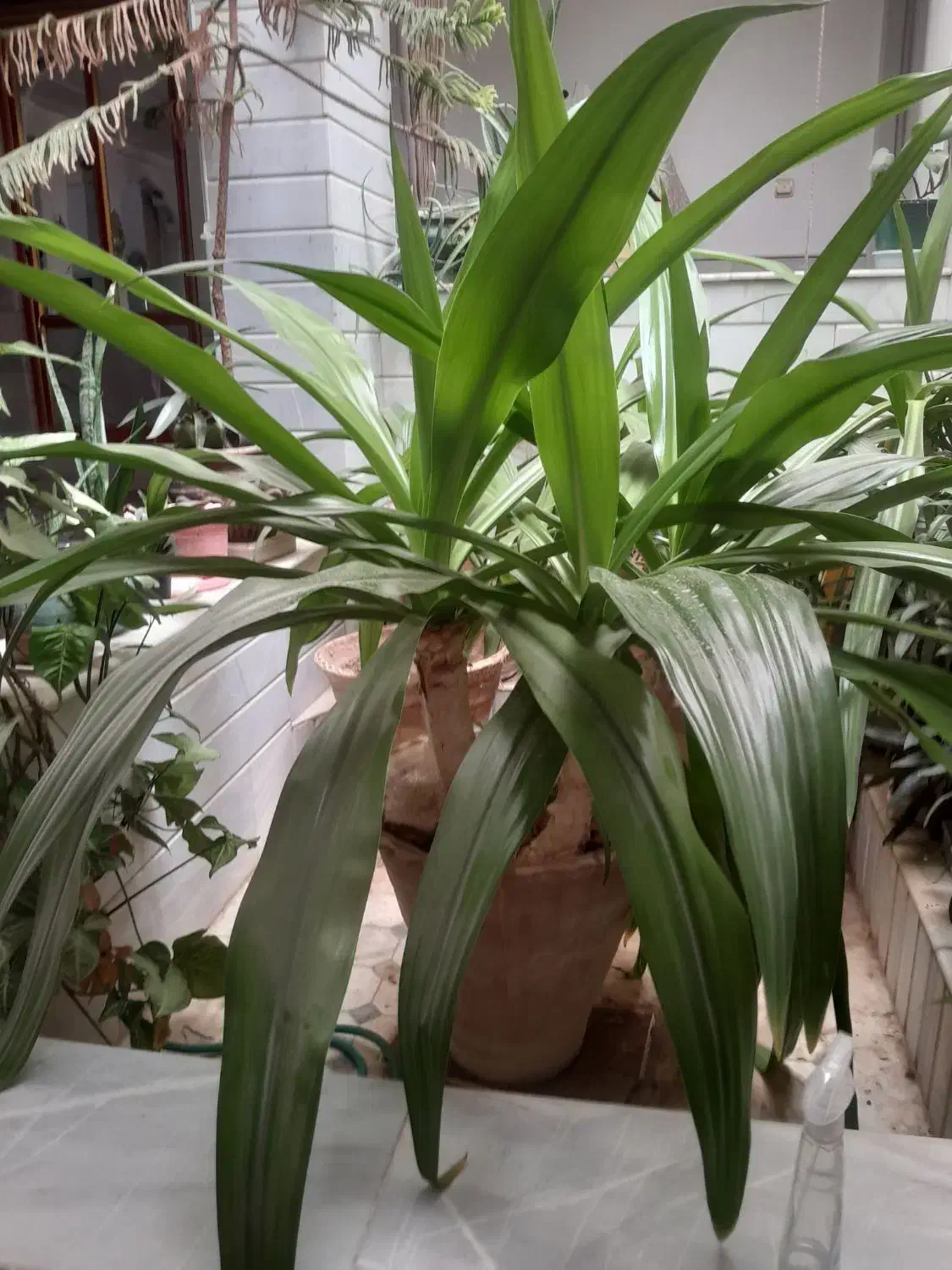 گلدان گل|گل و گیاه طبیعی|اردکان, |دیوار