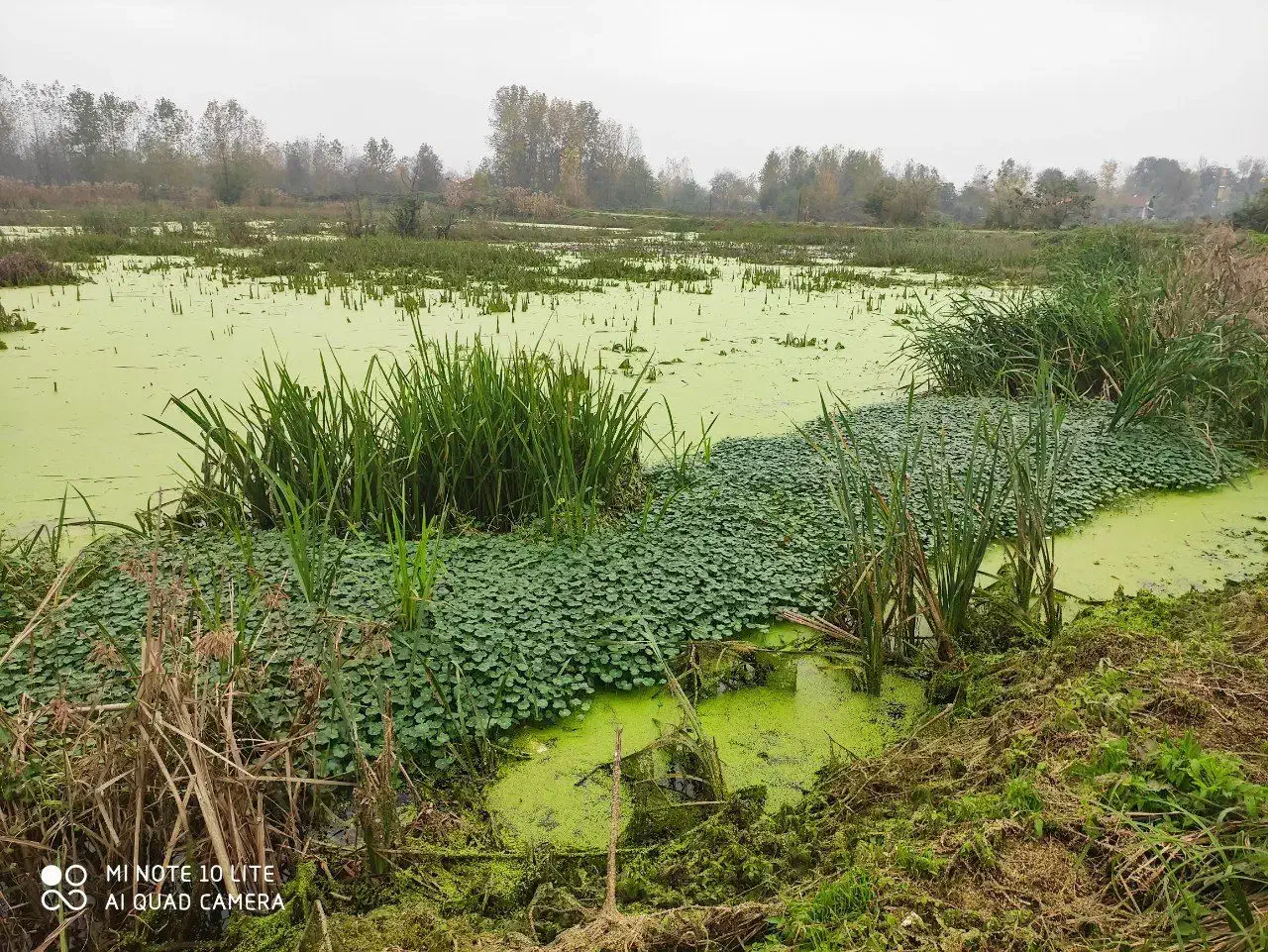 زمین با جواز ساخت با چشم انداز تالاب و باغات چای|فروش زمین و ملک کلنگی|آستانه اشرفیه, |دیوار
