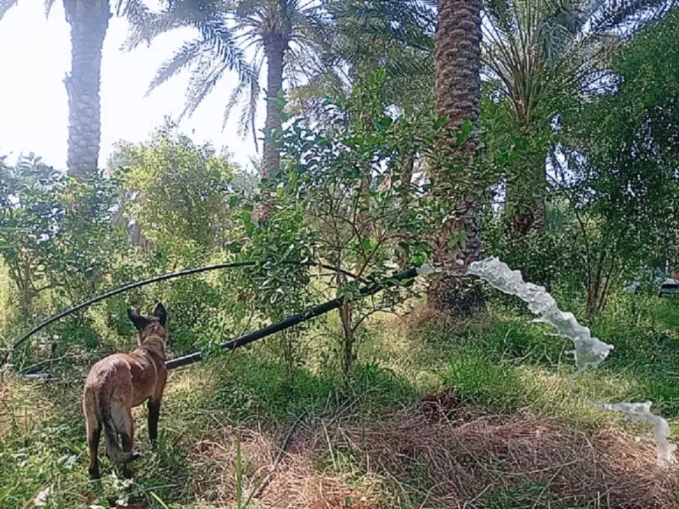 دو عددمغازه وخونه باغ ویلایی|فروش مغازه و غرفه|جیرفت, |دیوار