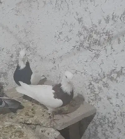 طوقی هفت رنگ وسیاه|پرنده|جوین, |دیوار